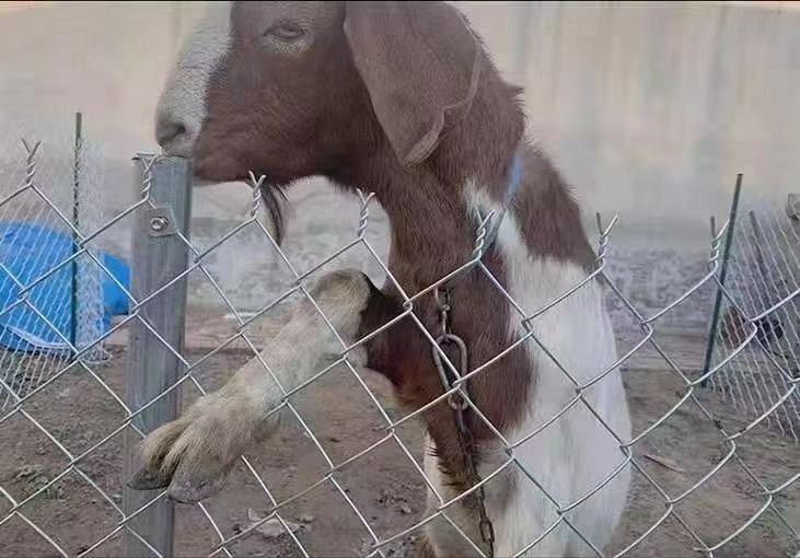 塑料围栏和铁围栏网哪个更好,铁网围栏和水泥围栏哪个耐用