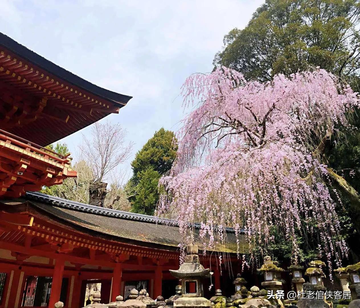 日本之旅奈良,日本奈良东大寺旅游