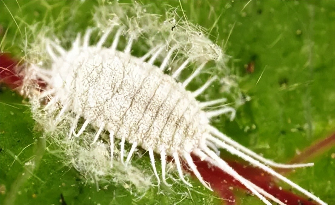 台湾水果滞销积压视频,台湾水果滞销东南亚