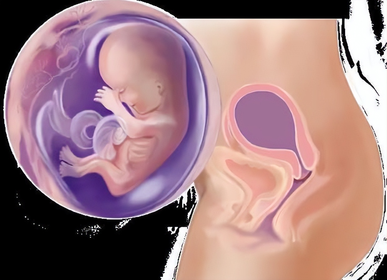 从受孕到分娩约四十周,从受孕到婴儿每天的变化