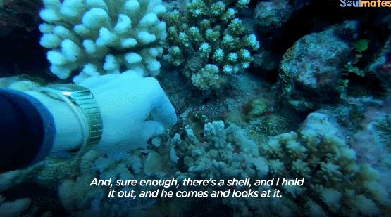 国外美女姐姐海里偶遇一只小鱼，竟引发神奇友谊！网友：前世情人