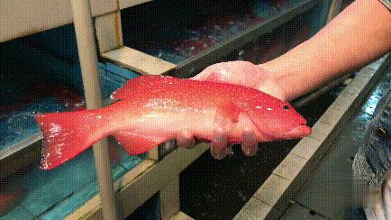 中国人对一条鱼的最高礼遇