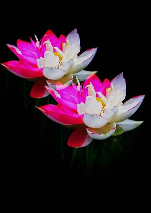 百年好合啥意思,百年好荷酒