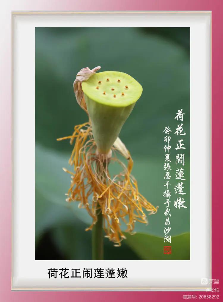 诗图战友情（九十五）荷花别样红