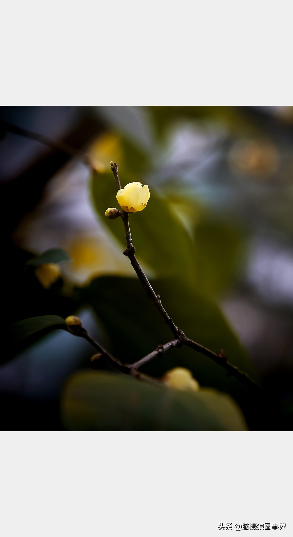 腊梅花特写怎么拍照好看,拍一枝腊梅花怎么拍出高级感