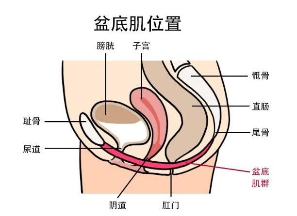 9零妈妈亲身经历告诉你，盆底肌修复是不是智商税