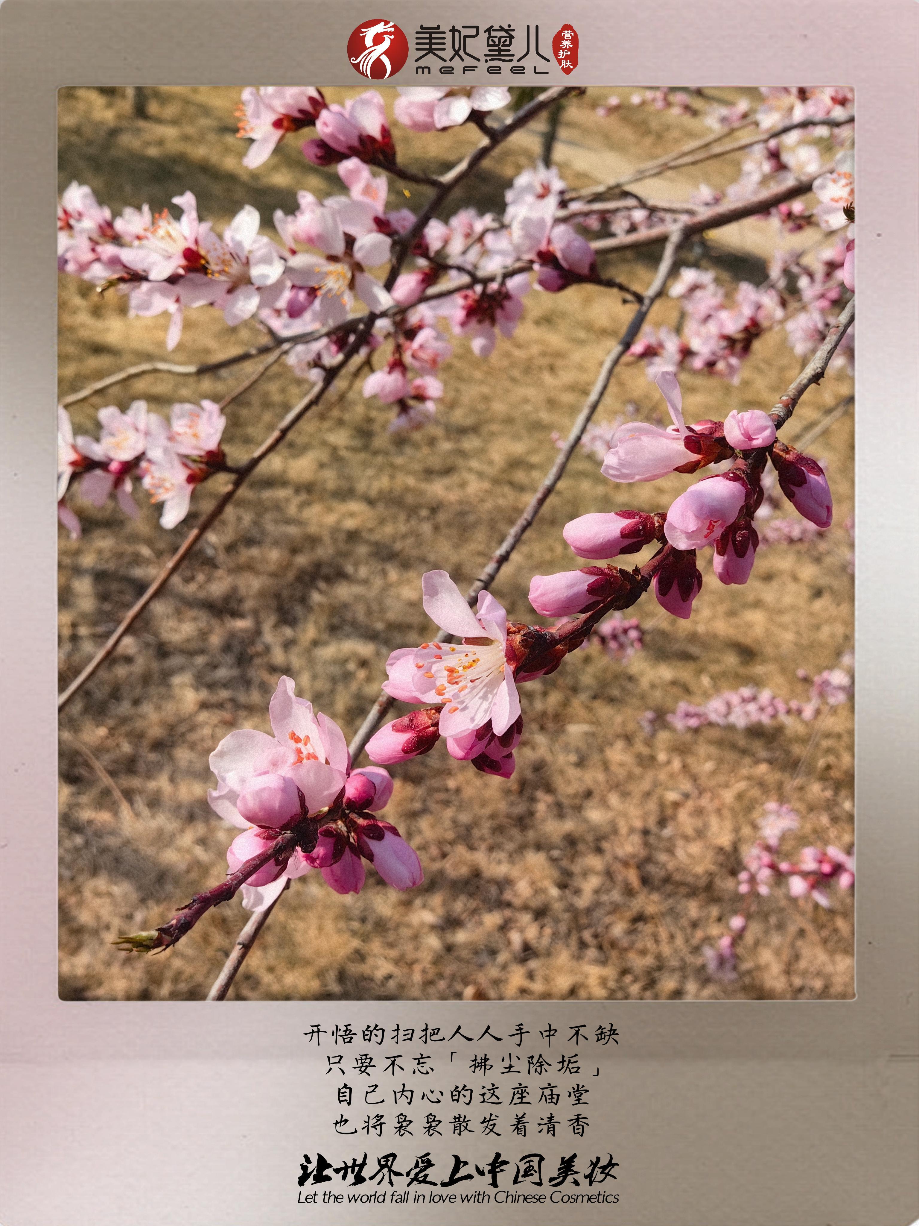 美妃黛儿：同向春风绽