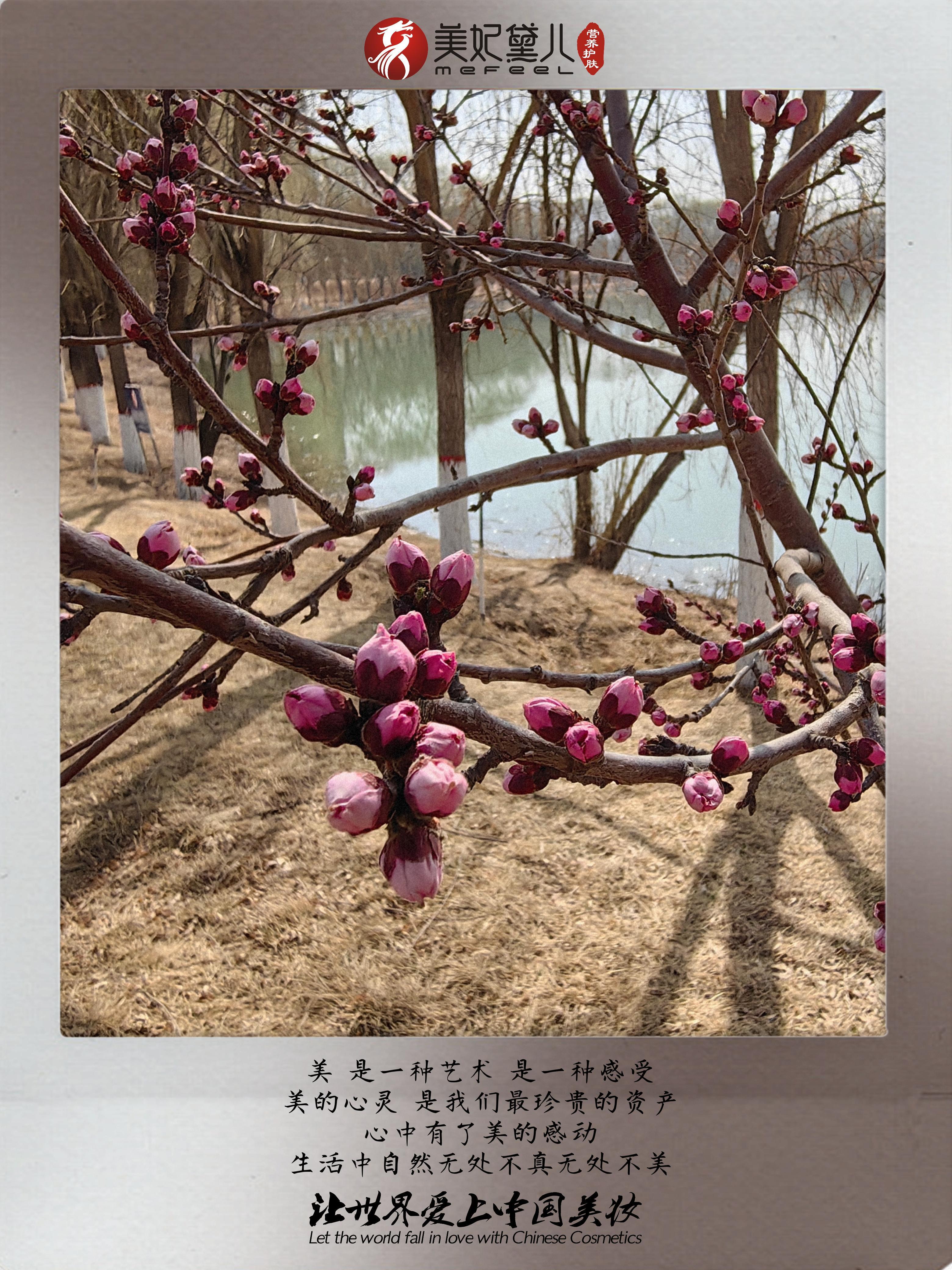 美妃黛儿：同向春风绽