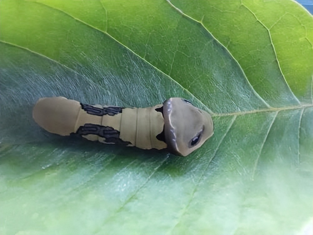 长得跟千足虫很像的虫子,长得很像蜈蚣的虫子图片
