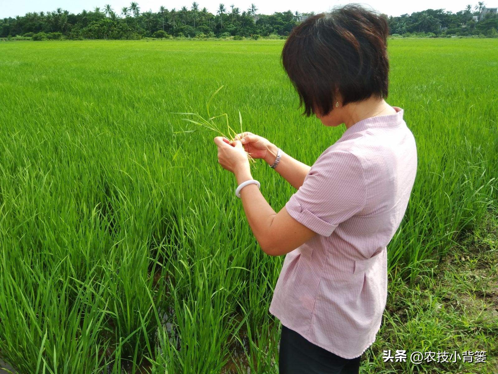 水稻稻苗发黄是什么病,水稻叶片发黄的原因及防治方法