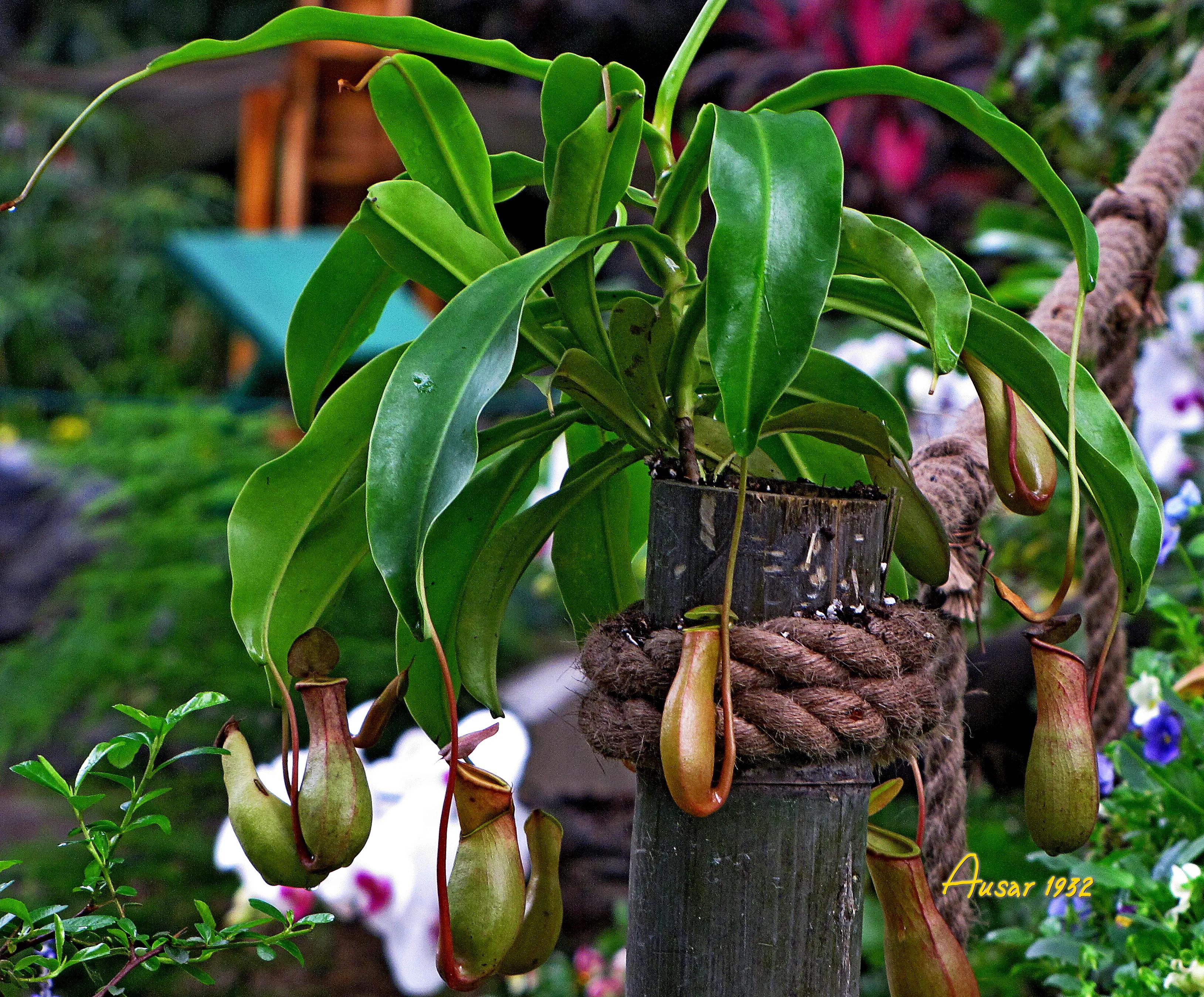 巨大猪笼草怎么捕食昆虫,小猪笼草捕食昆虫为生
