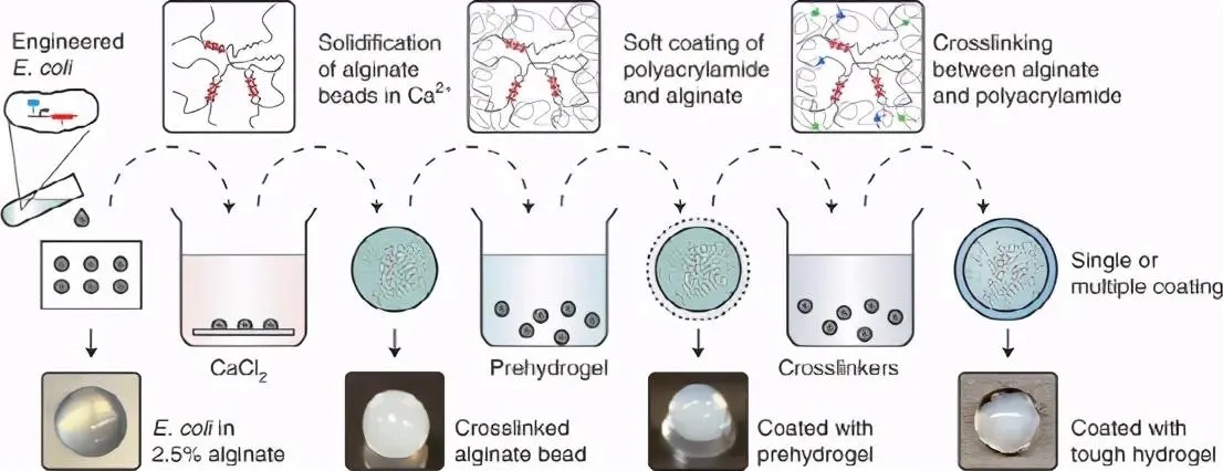 探究银离子浸渍海藻酸盐和水凝胶的制备及其抗菌性能