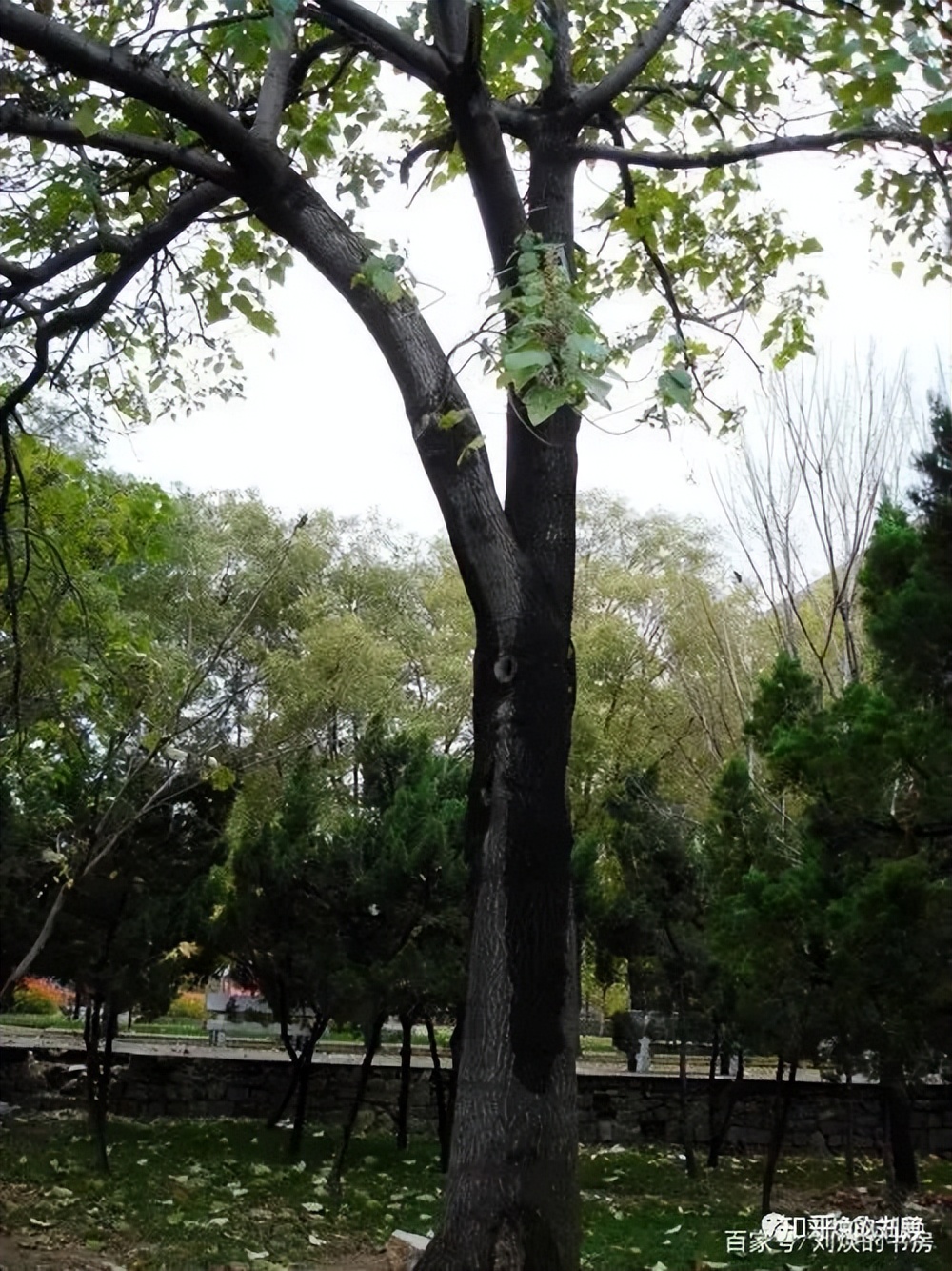 刘焕解读有趣的*党**史——焦裕禄累死累活，还的是宋徽宗的风流债