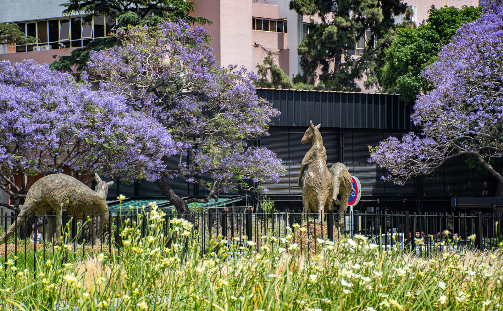 阿根廷实际状况,阿根廷当前情况视频
