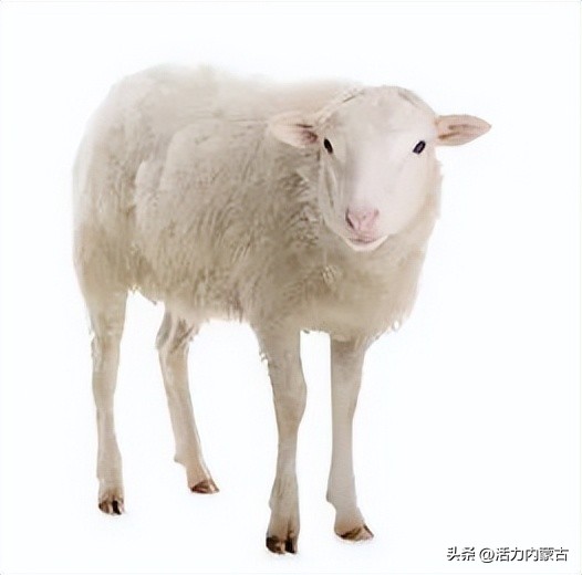 这场“羊”运会，内蒙古申请出战！