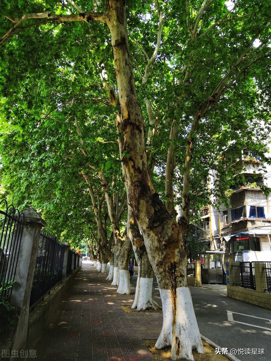 同窗共烛四春秋把酒再叙狮山情