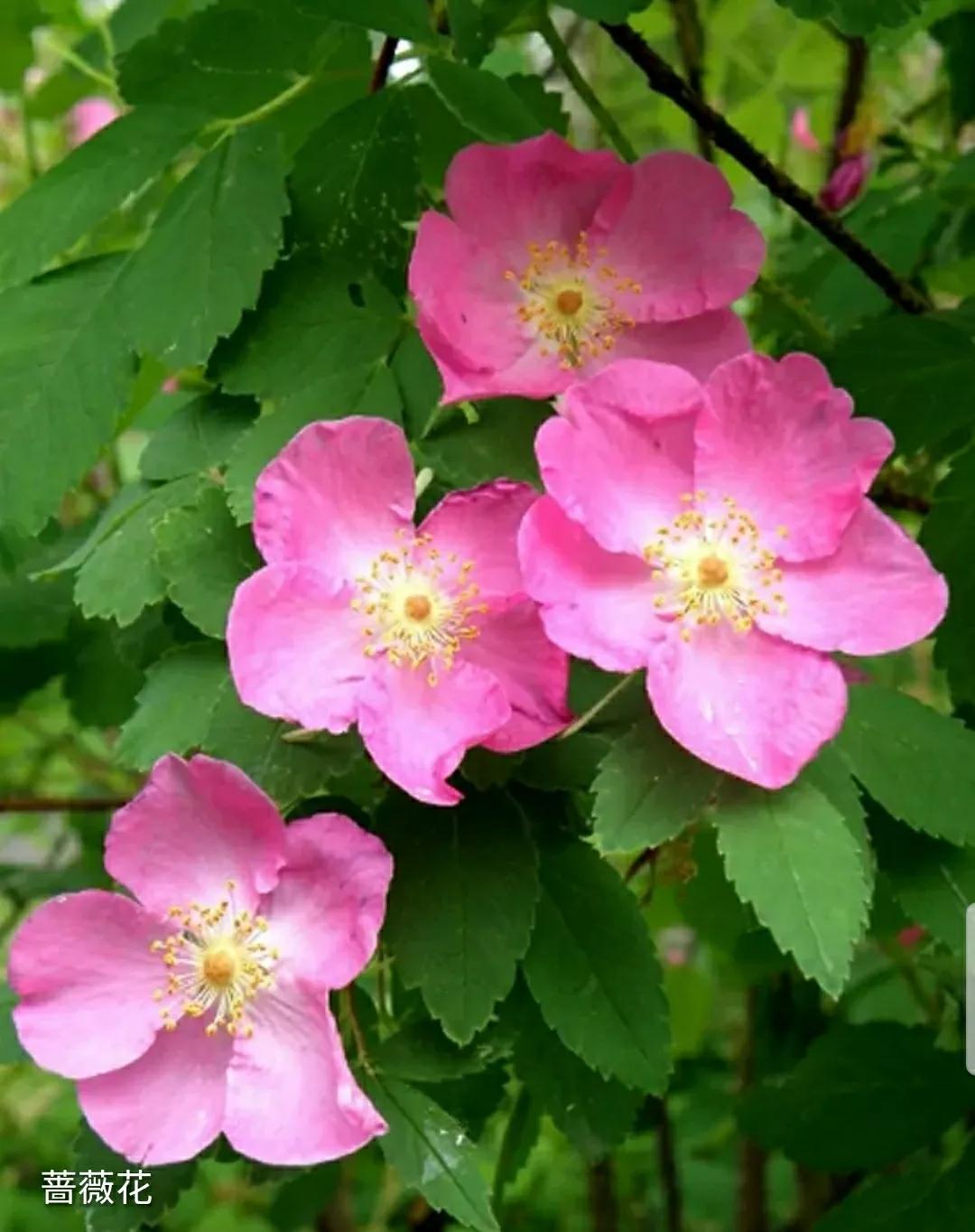 月季玫瑰蔷薇三姐妹的区别,月季蔷薇和玫瑰哪个更好看