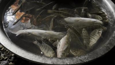 2020万峰湖野钓大罗非,万峰湖陇纳村野钓大罗非