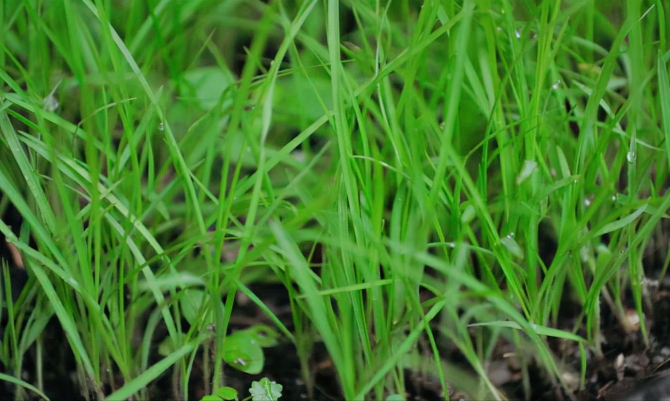 果园里的杂草怎么消灭最好,果园杂草太多如何科学控草