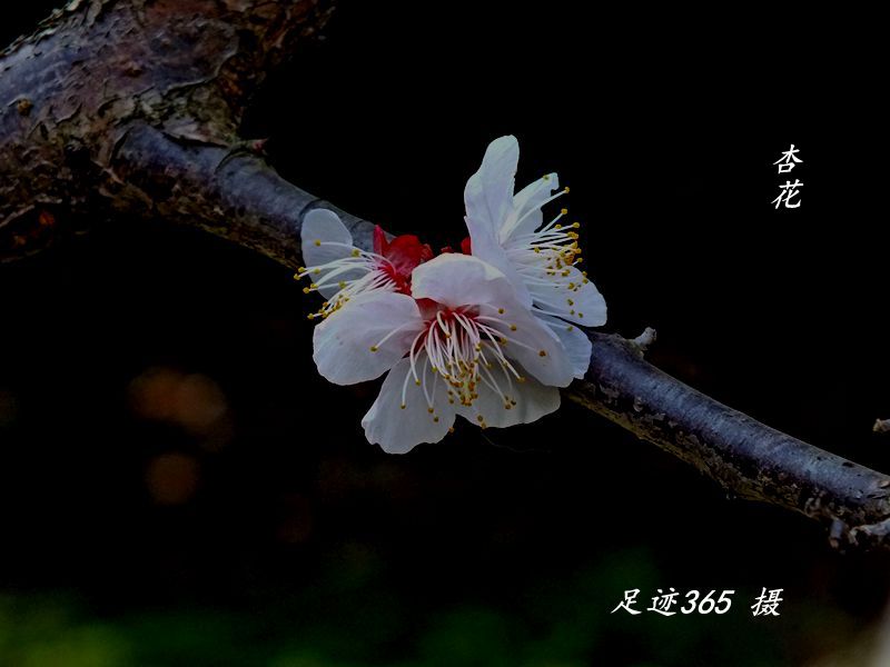 又见玉兰、杏花不一样的拍法