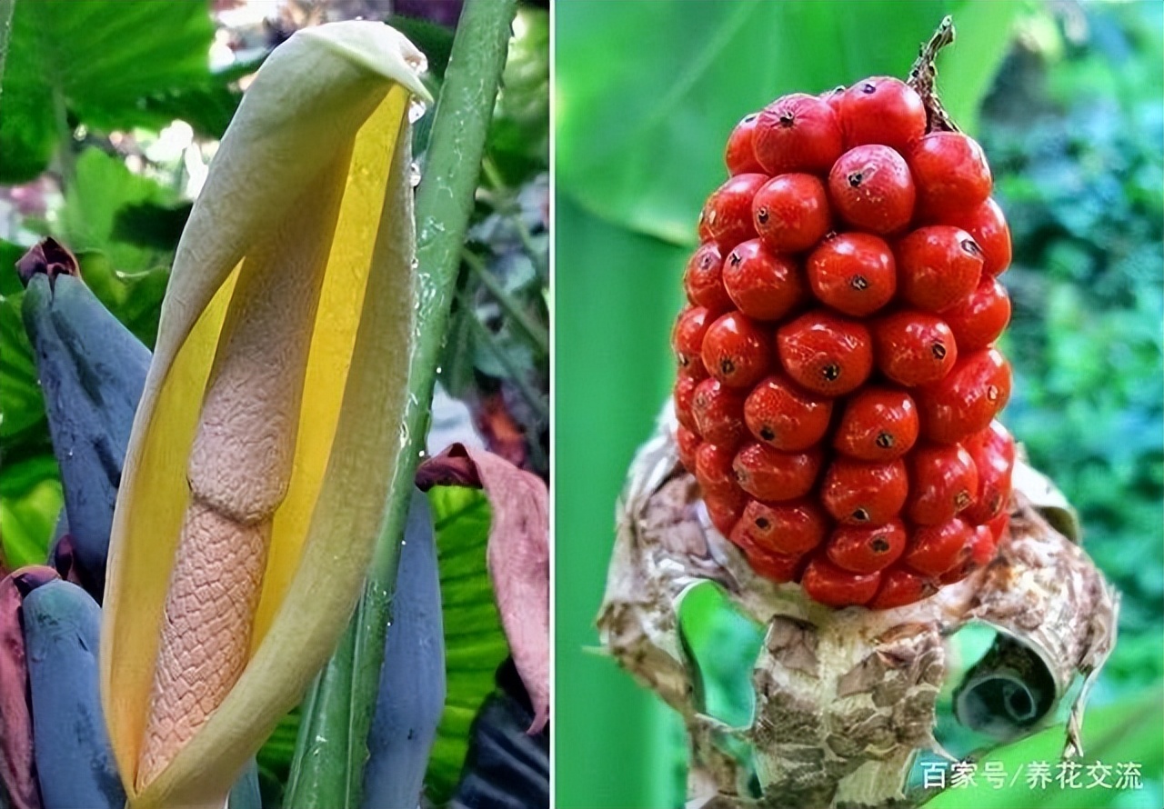 植物性食物中毒特点症状,常见植物性食物中毒有哪些
