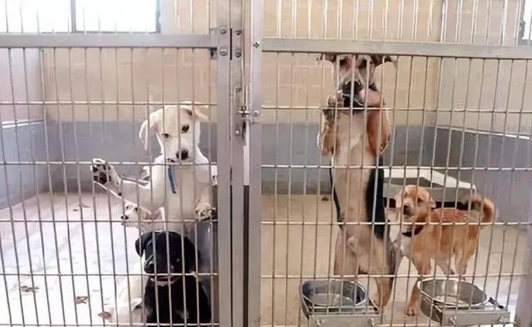 台湾女孩简稚澄,台湾女子给狗狗安乐死