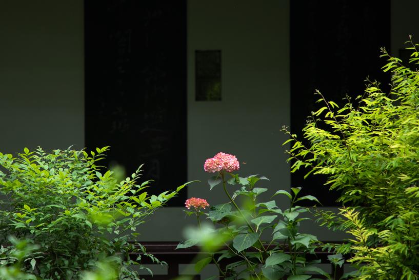 暮春吟全诗的诗意,感遇兰叶春的诗意