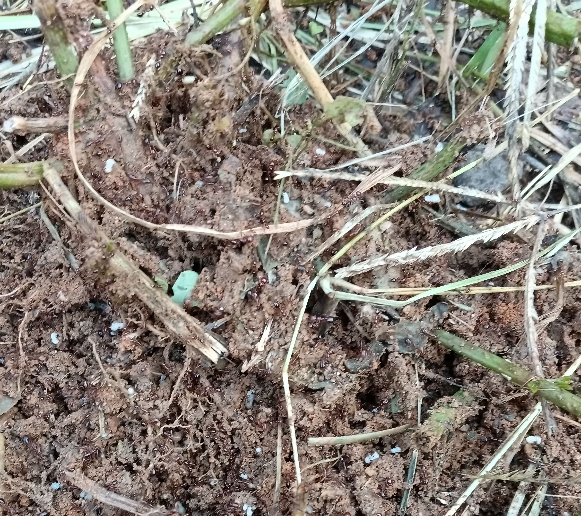 今天做了两件事重点喷杀蚂蚁窝