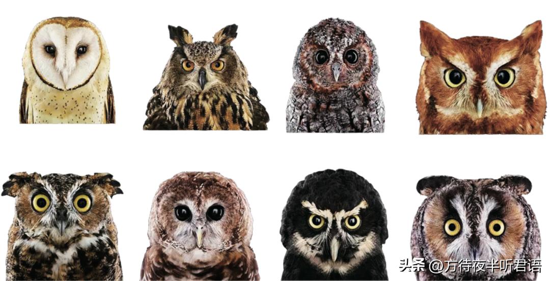 殷商三千年前,商朝为什么崇拜猫头鹰
