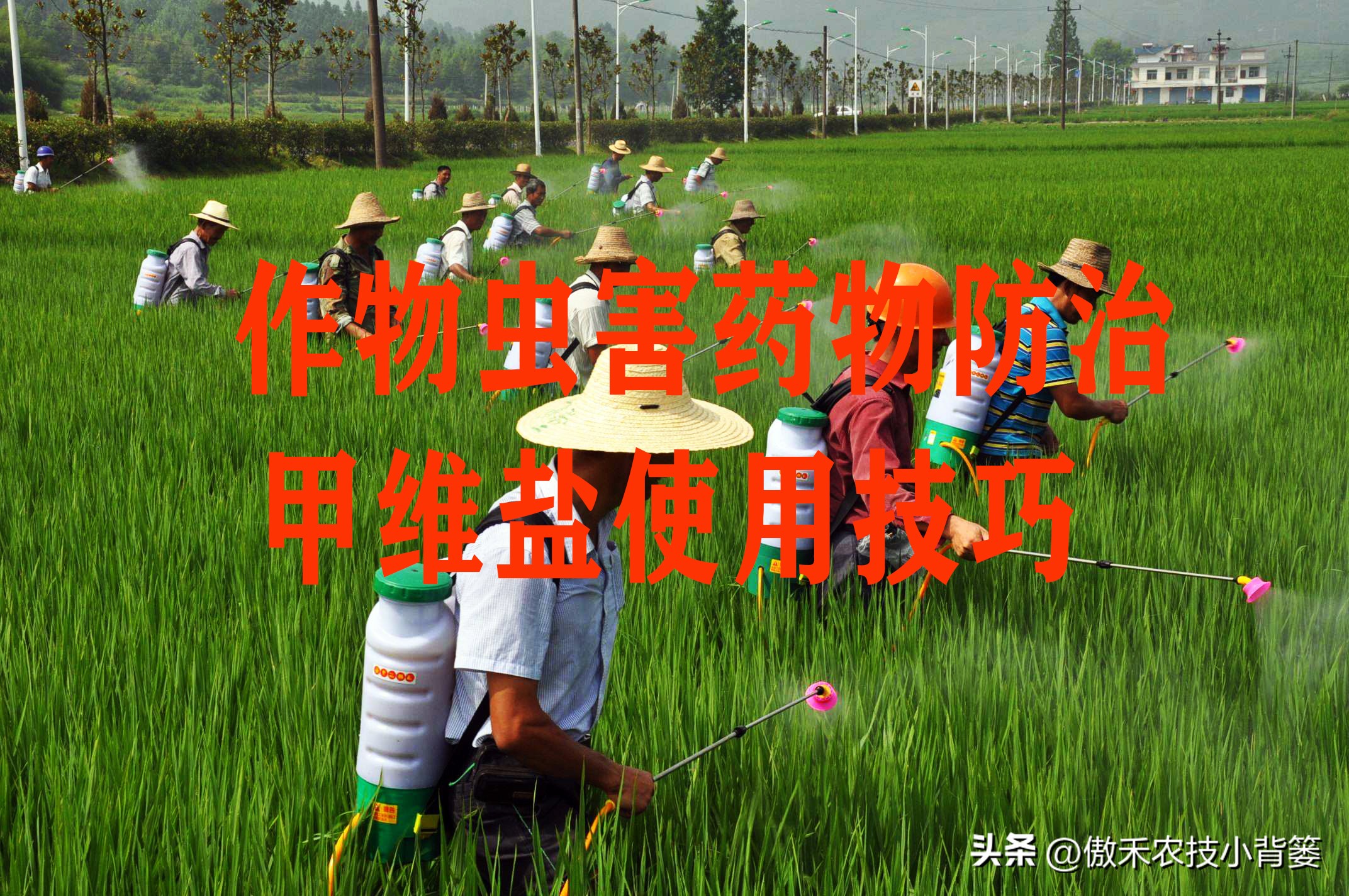 甲维盐杀虫效果变差了?学会用药技巧合理复配,杀虫效果能翻倍