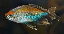 2020年禁养水产类名单,国家禁止放生的鱼类有哪些