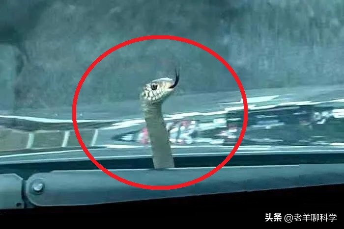 男子夜钓打5条蛇,男子半夜开车蛇在车窗