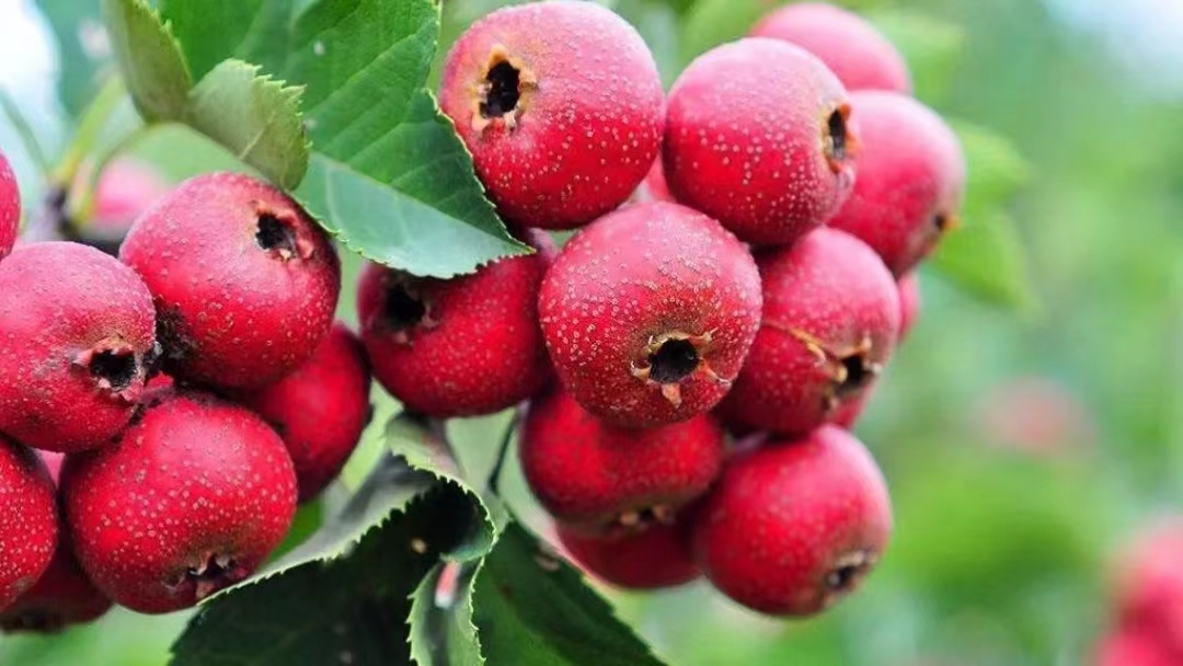 阳了过后身体虚弱怎么调理,阳过后身体虚弱怎么能尽快恢复