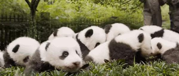 五一放假带娃去哪玩推荐,安逸玩四川