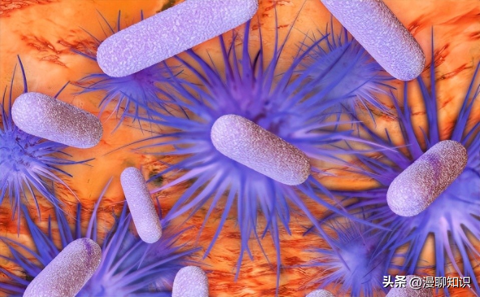 副猪嗜血杆菌是一种巴氏杆菌，其生长依赖于V因子，还有其他的吗