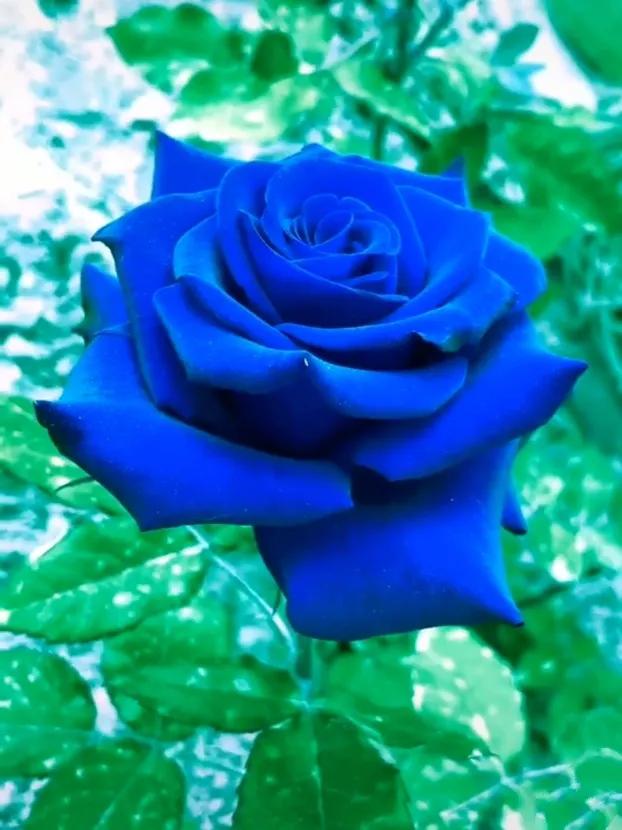 蓝色妖姬代表什么,蓝色妖姬于荣光版