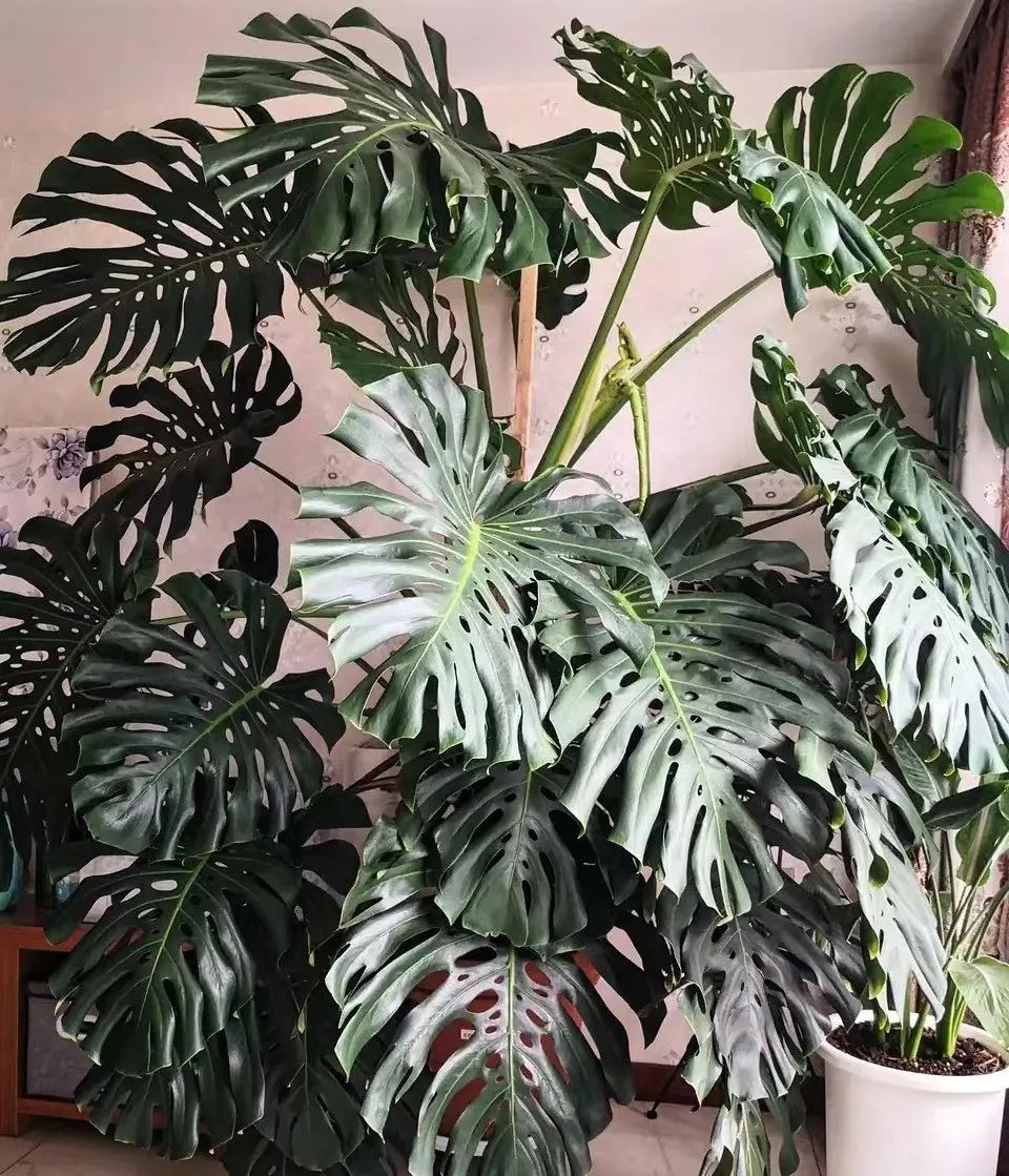 什么花吸甲醛效果最好而且无毒,什么花吸甲醛高档