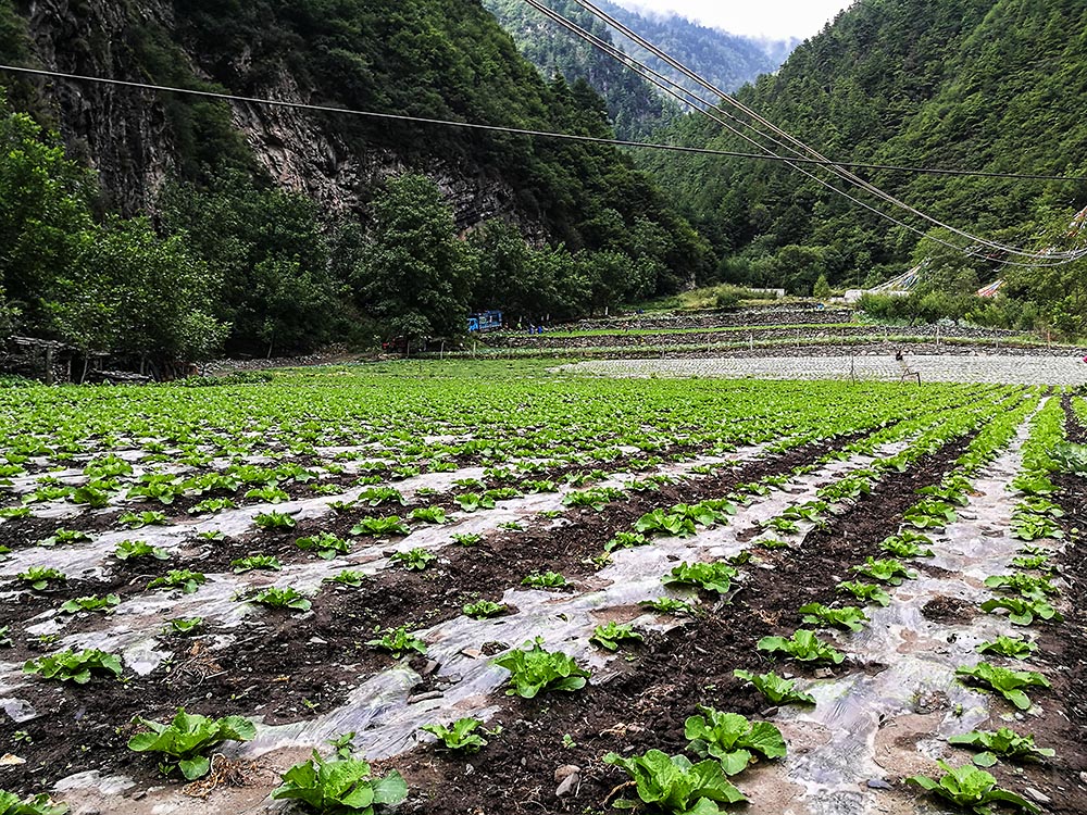 西部大草原旅游攻略,四川红原大草原自驾旅游攻略