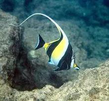 各种漂亮鱼的名称及图片,漂亮可爱的海水观赏鱼