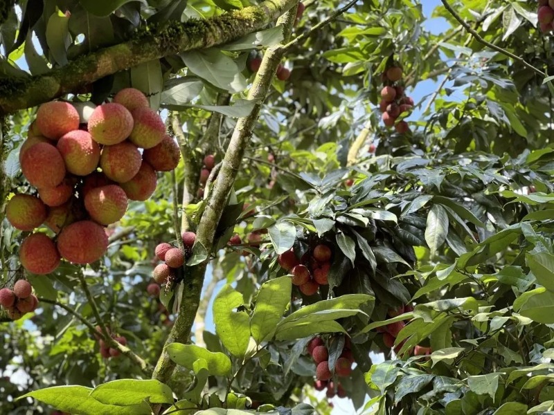 这个夏天带你吃西瓜和雪糕,西双版纳最值得买的水果