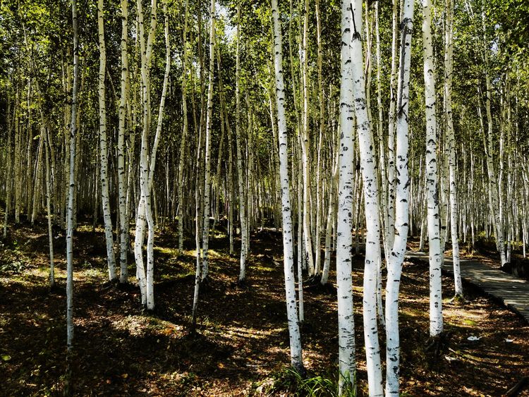 龙江县龙江第一湾,龙江第一湾山顶全貌