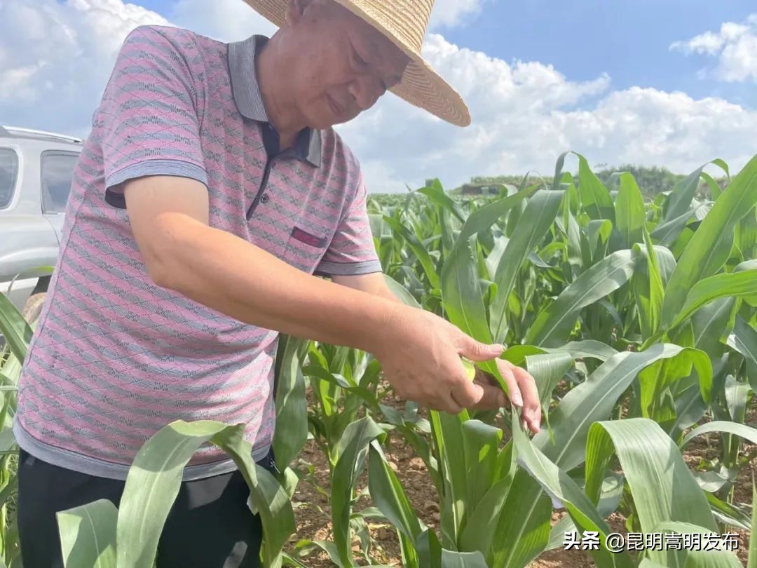 释放赤眼蜂防治虫害报道,赤眼蜂防治松毛虫方法