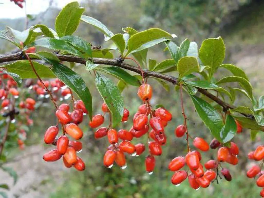 农村常见野生植物你都认识吗,农村常见植物野果