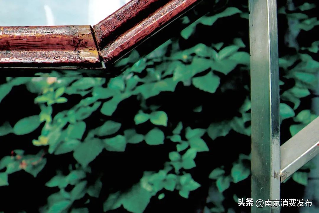 南京citywalk指南,南京12月份citywalk