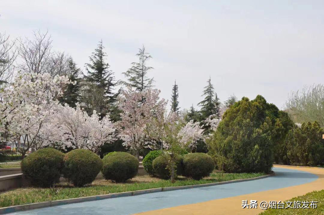烟台2018年赏花攻略全集,春天烟台赏花地点推荐芝罘区