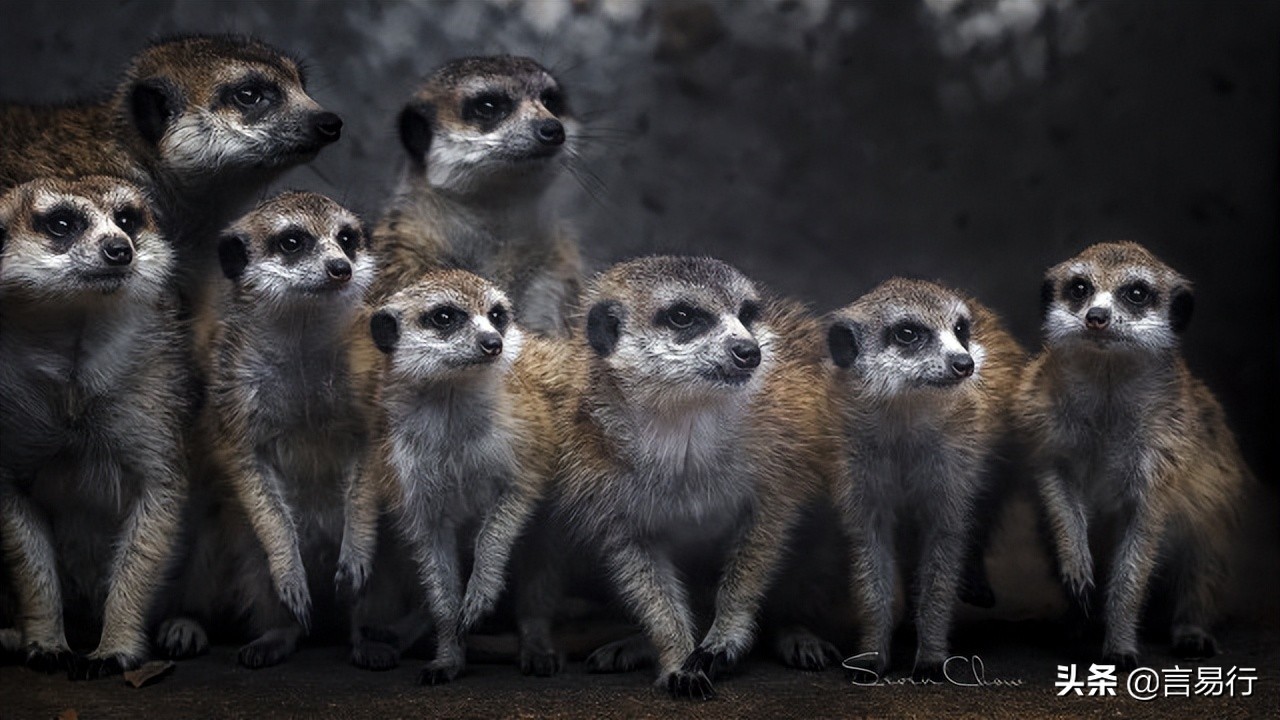 遇到蛇应该怎么防御,蛇怕什么植物驱蛇