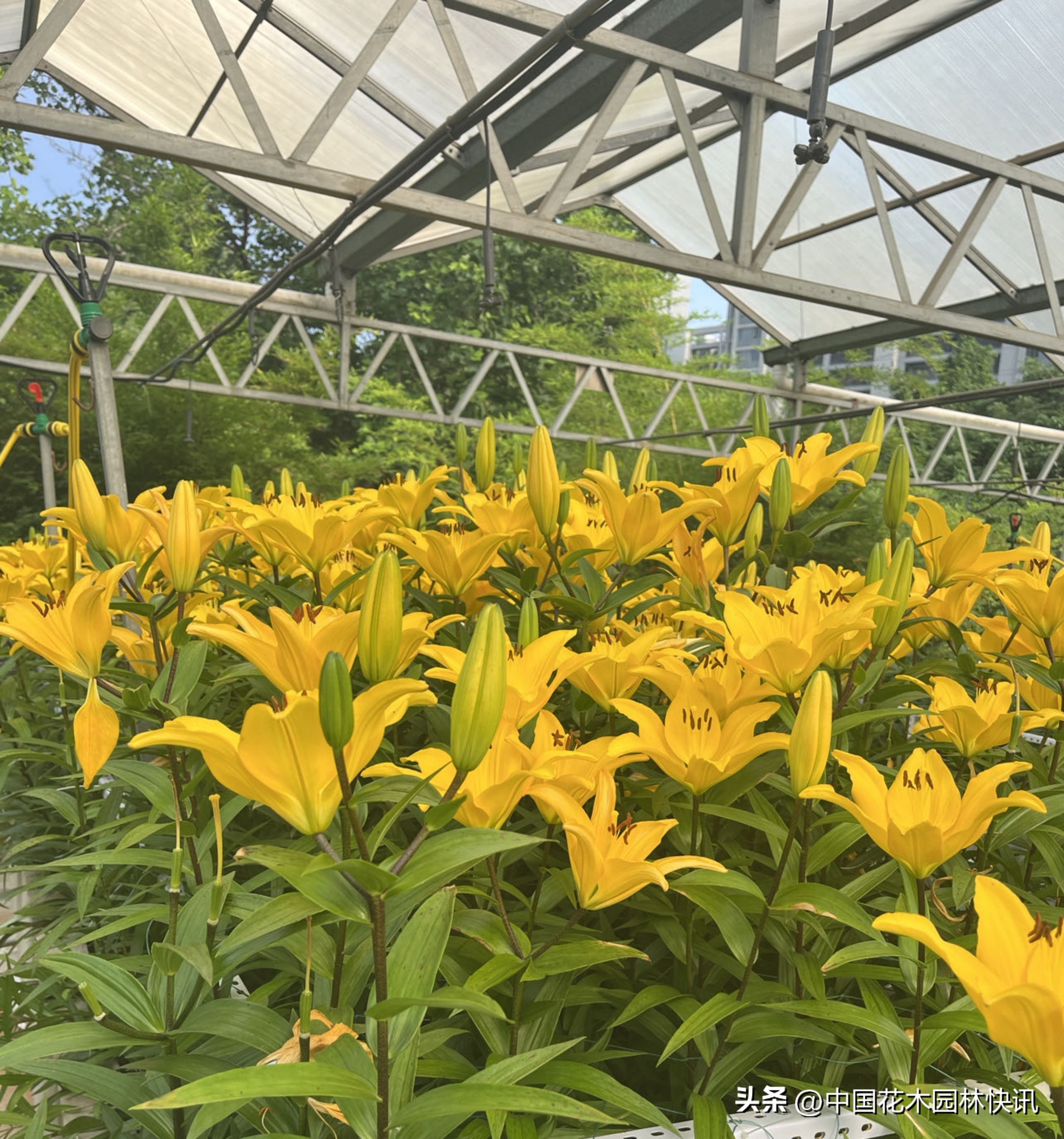 江西农大:缤纷百合花激情绽放国际登录品种各展娇姿
