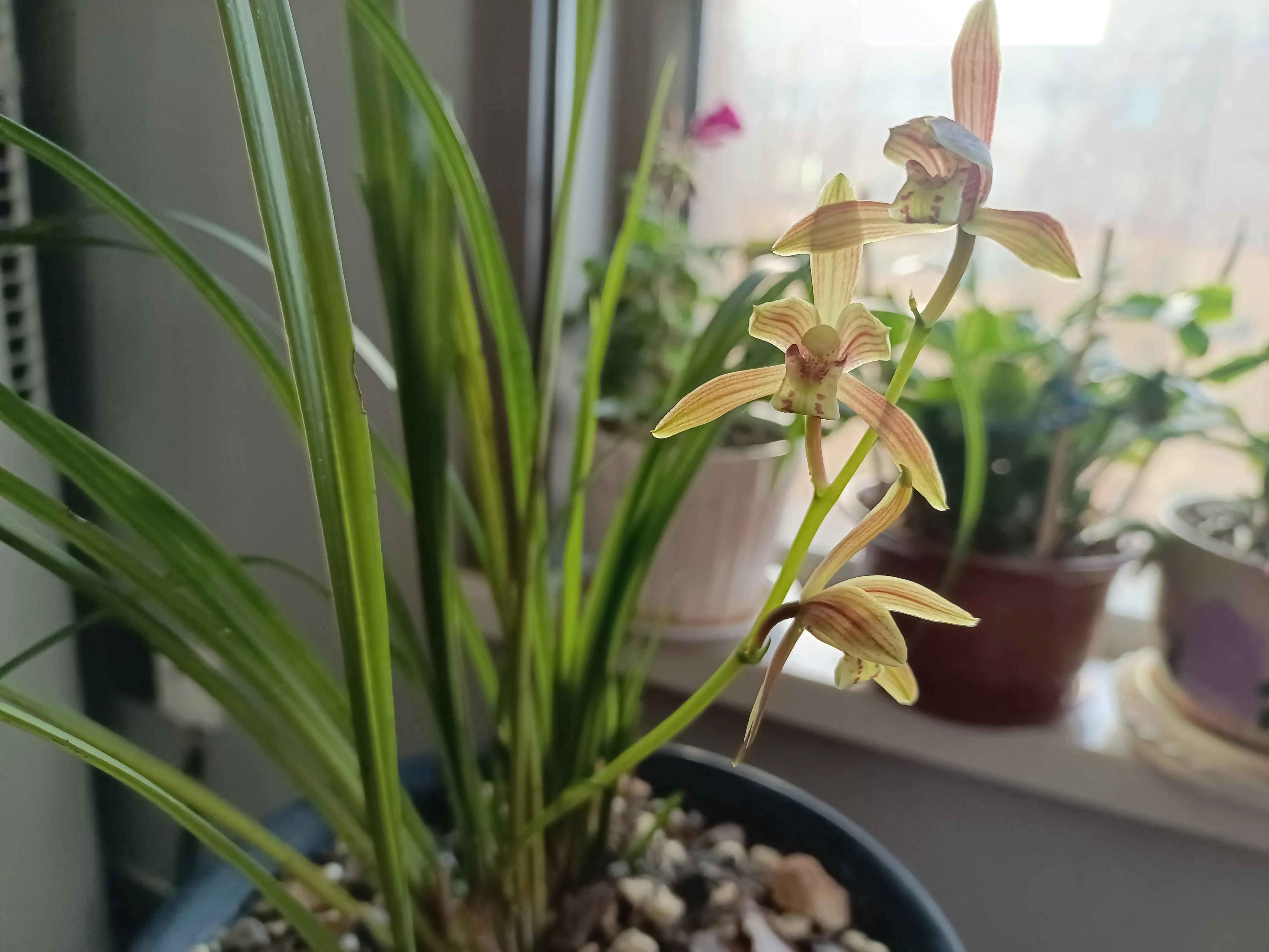 兰花浇水的正确方法兰花好养吗,如何给兰花浇水最好的方法