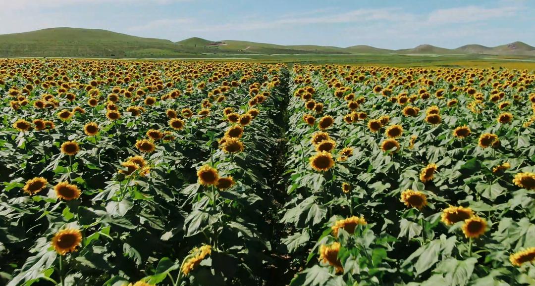 中国味儿,恰似那把瓜子