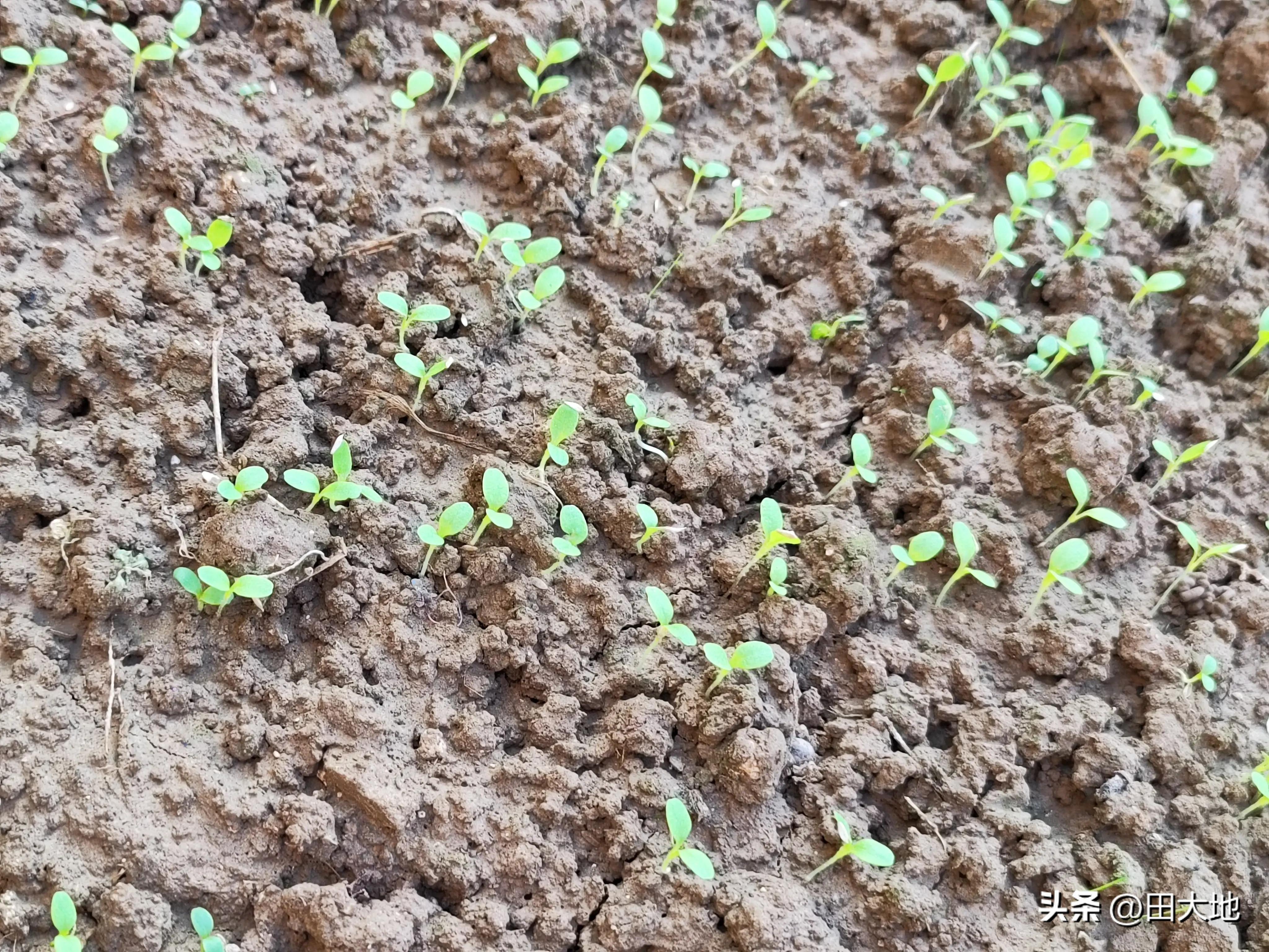 生菜温度低能出苗吗,阳台种生菜出苗太细